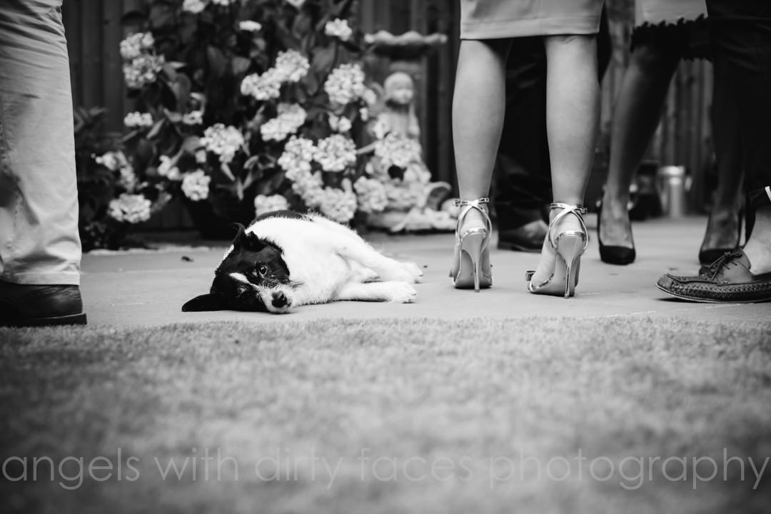 hertfordshire wedding photographer captures family dog lying down amongst the guests