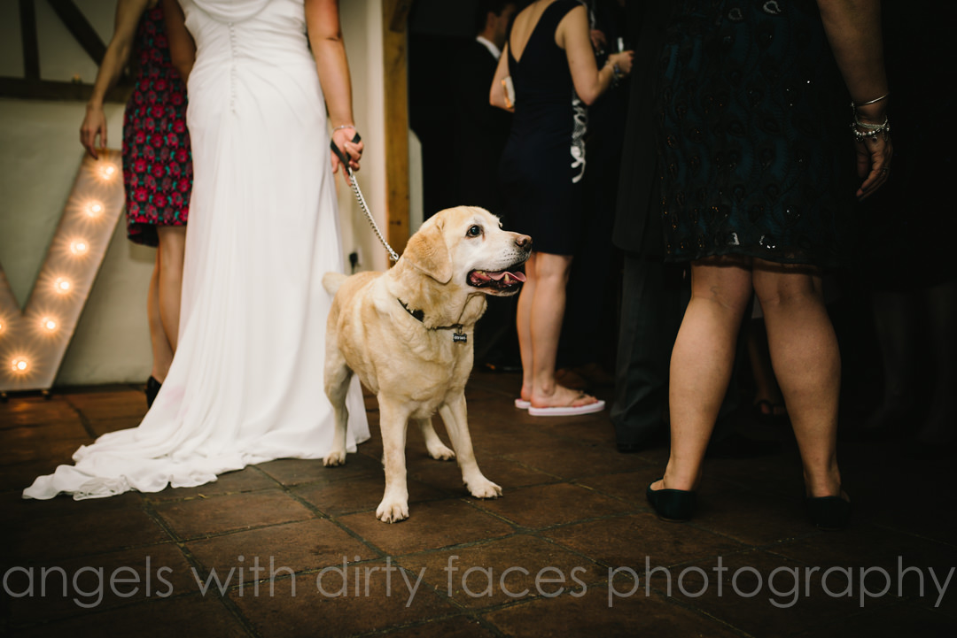 hertfordshire wedding photographer captures a dog at the reception