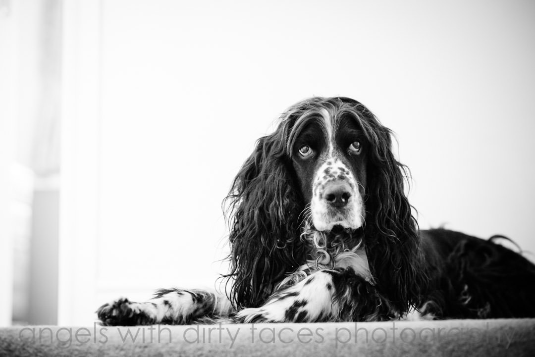 families beloved dog who wasn't invited to this tewin bury farm hotel wedding - tim and kate