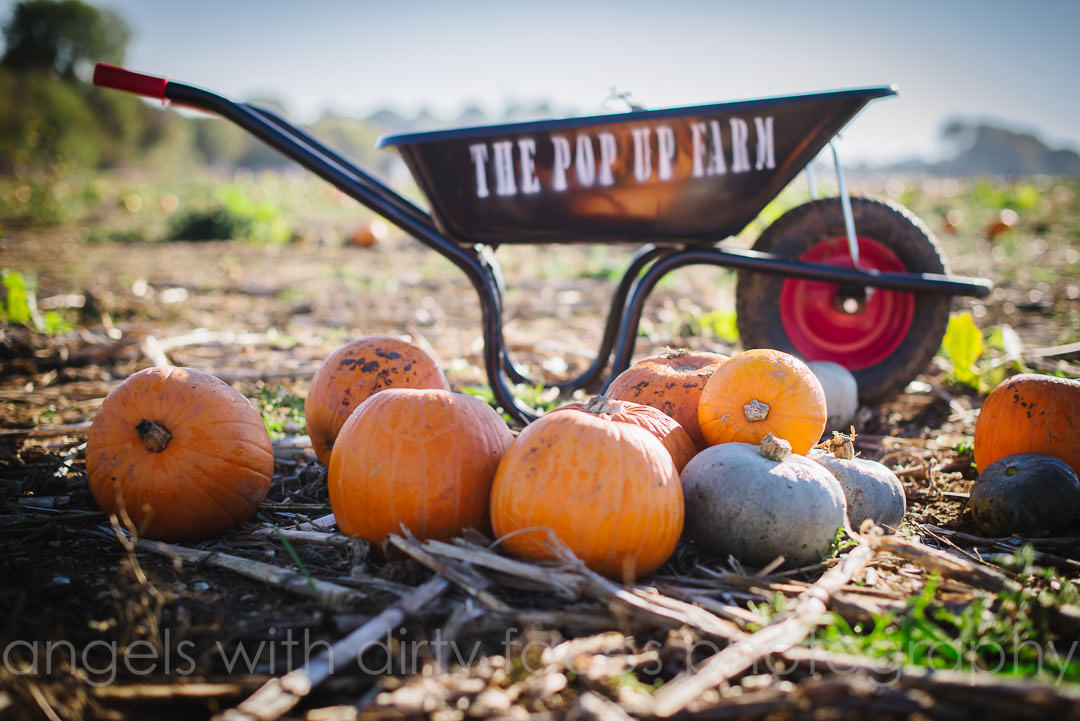 the pop up pumpkin farm