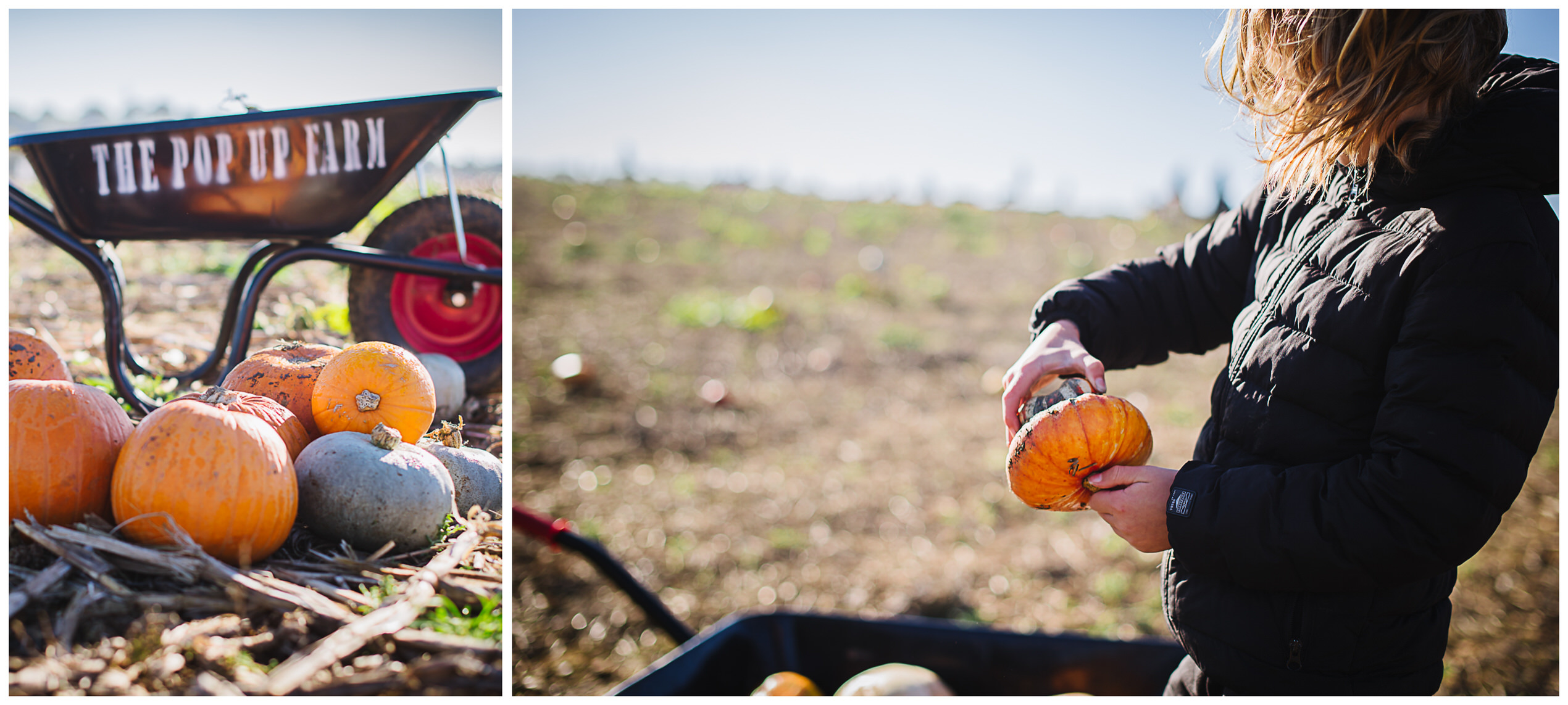 hertfordshire family photographer captures young boy in a pumpkin field