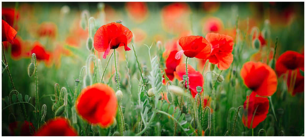 close up of poppies from a welwyn garden city poppy portrait session