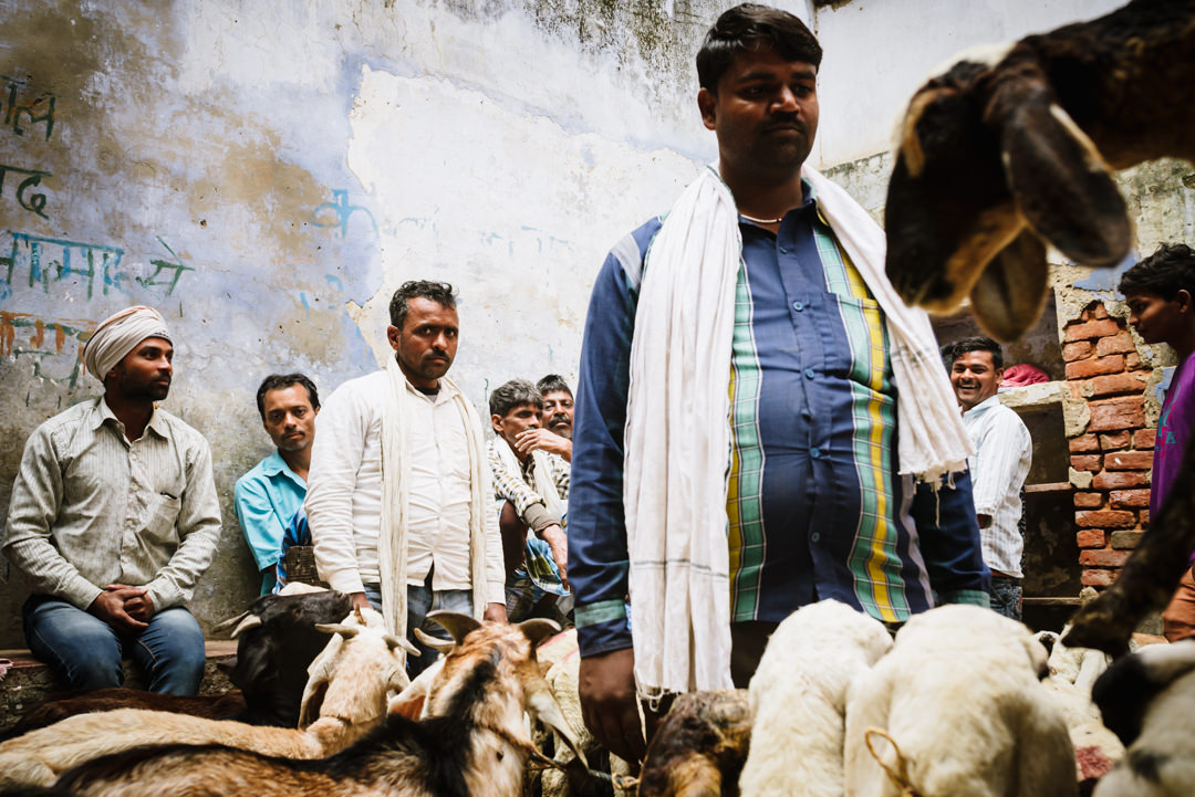 goat market in varanasi