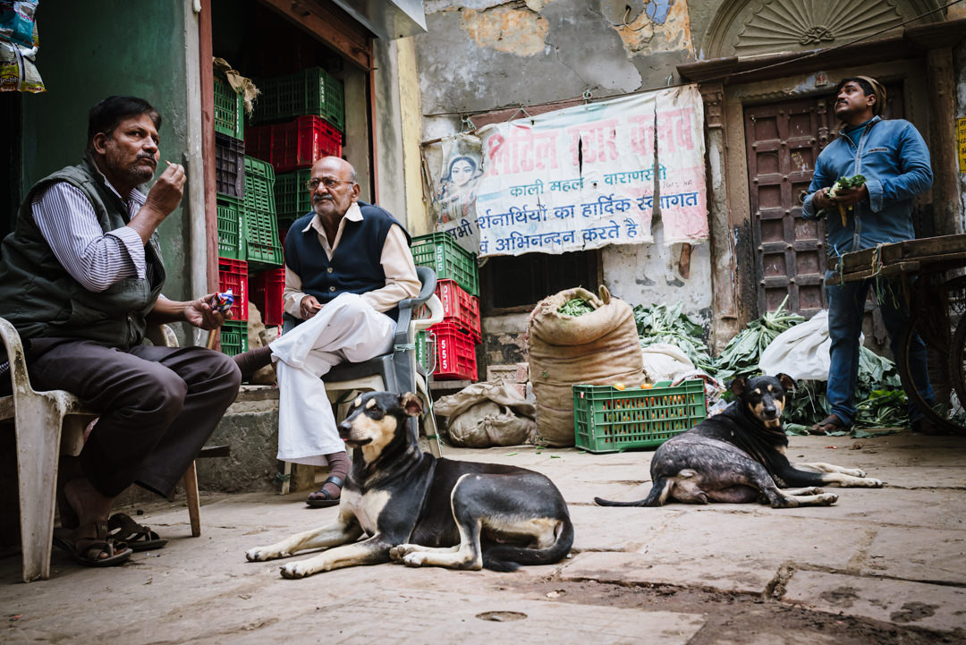 peaceful varabasi street with dogs