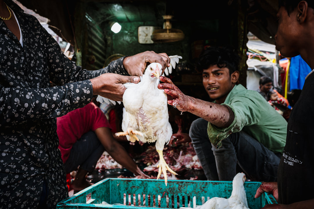 chicken about to be slaughtered in varanasi street