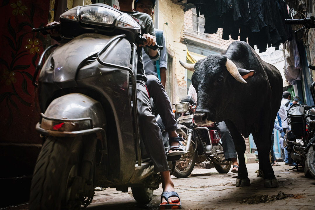 cow misses being hit by a motorbike along the street in varanasi