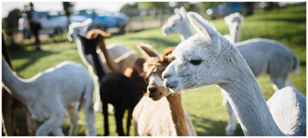 alpacas at top 5 small wedding venues in Hertfordshire
