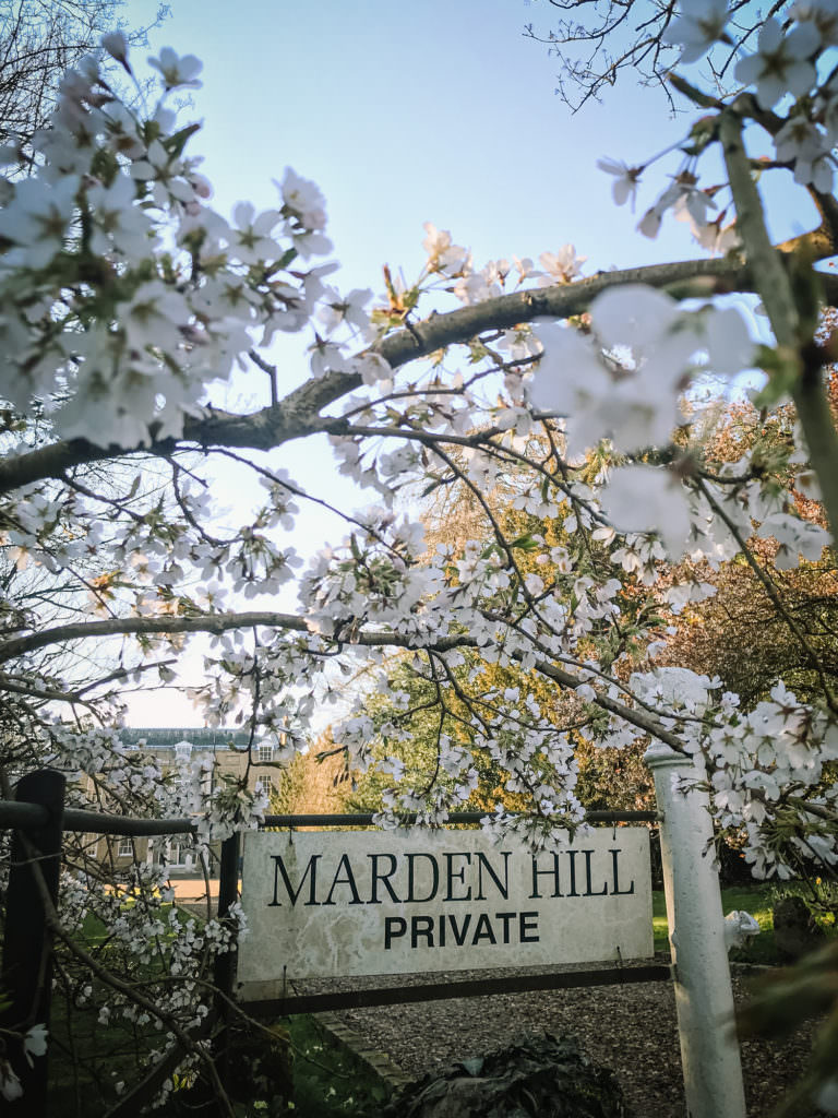 Blossom tress at Marden Hill in Hertfordshire