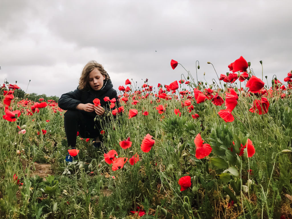 hertfordshire photographer captures boy in poppy fields on her mobile phone