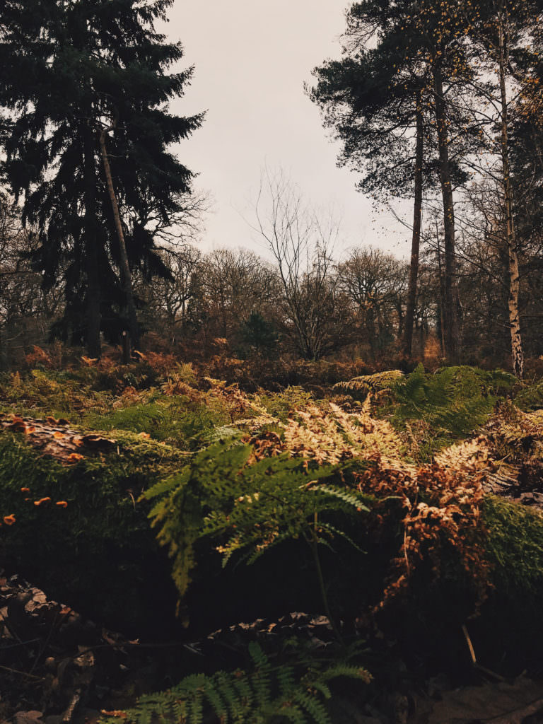 autumn walk in hertfordshire woods