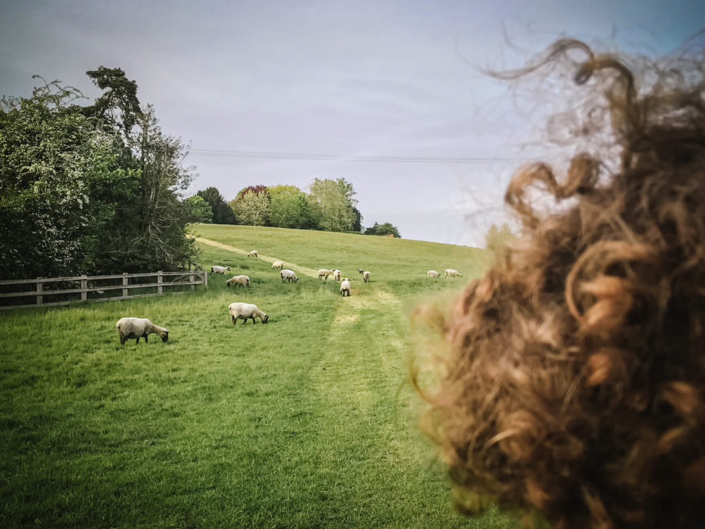 Sheep graze in Hertfordshire fields