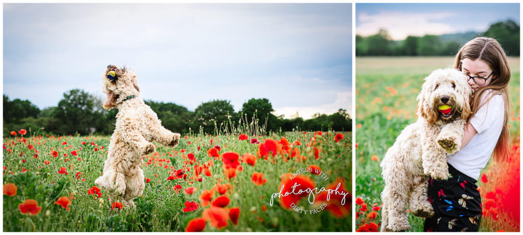 dog walk in hertfordshire poppy field