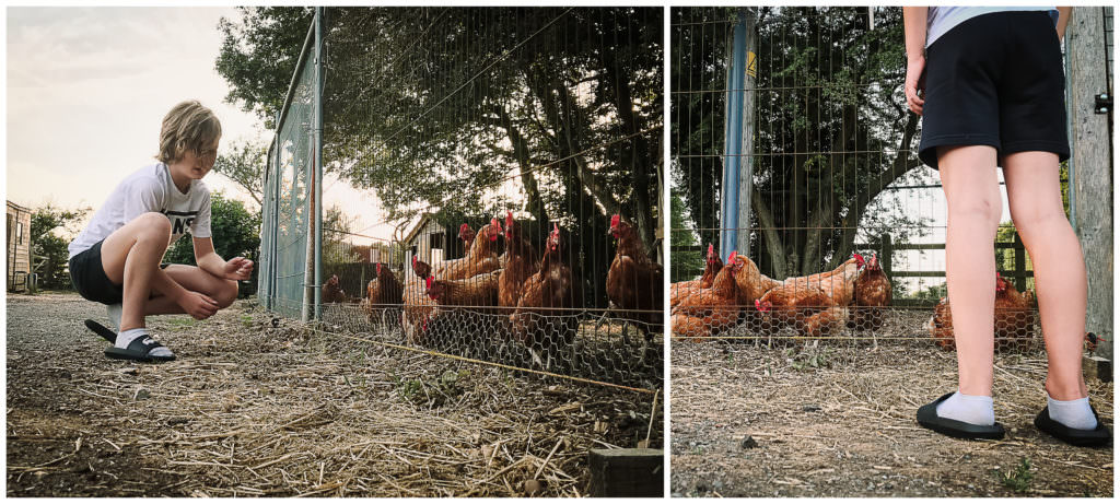feeding the chickens on a hertfordshire walk