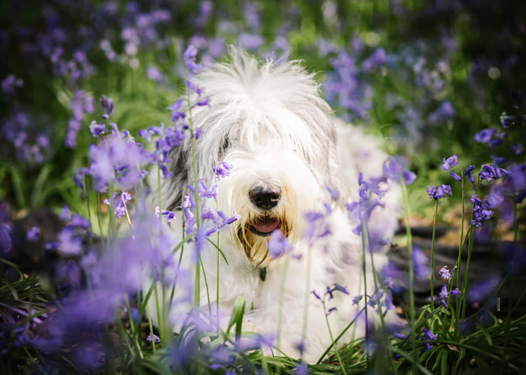 hertfordshire bluebells create a pretty backdrop for a photo shoot